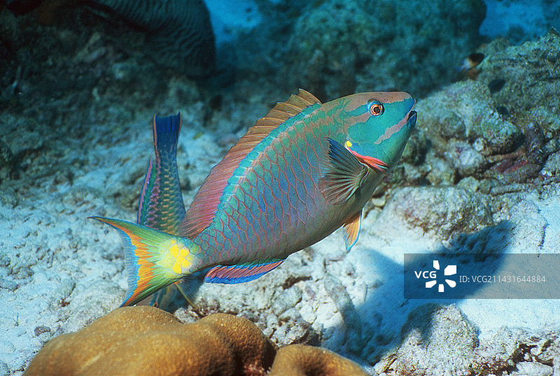 红绿灯鹦嘴鱼图片素材