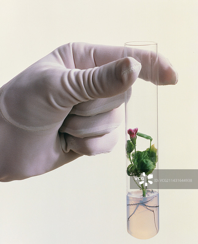 组织培养的天竺葵植物图片素材