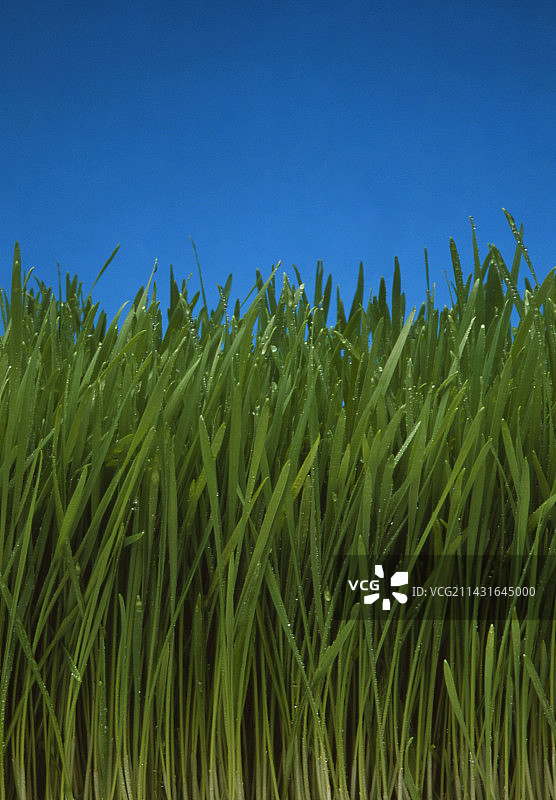 有机种植的小麦草图片素材