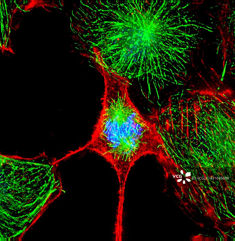 细胞分裂图片素材