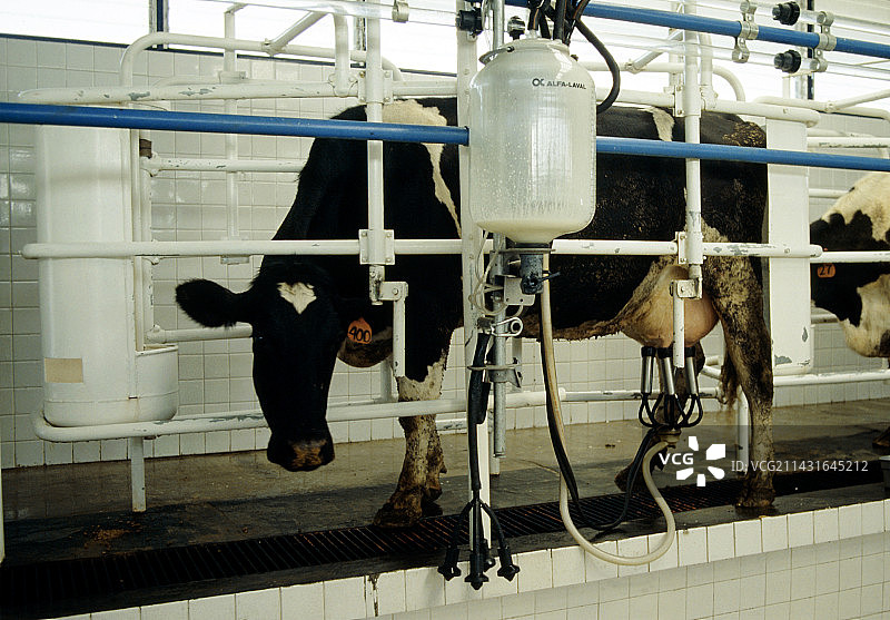 挤奶厅内部图片素材