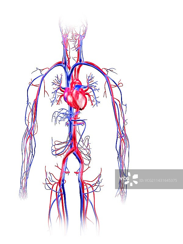 人体循环系统图片素材