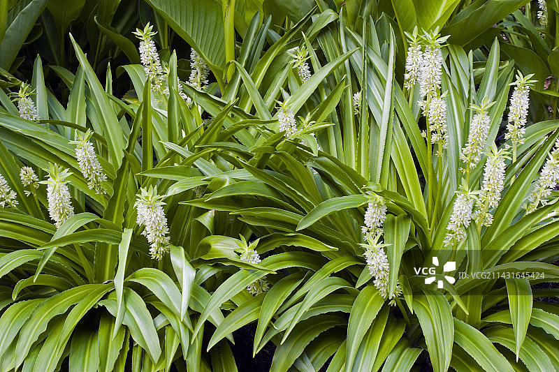 菠萝百合图片素材