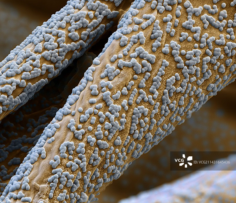 防水棉布SEM显微图像图片素材