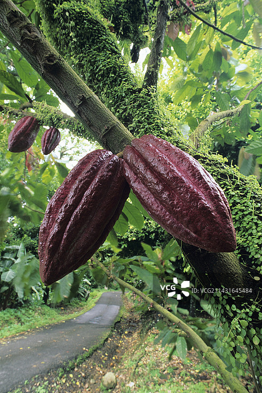 可可豆荚图片素材