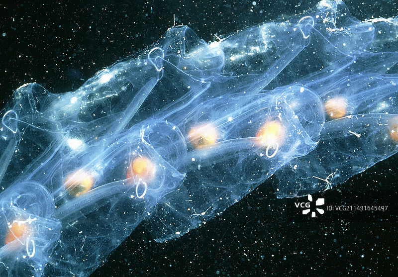 樽海鞘图片素材