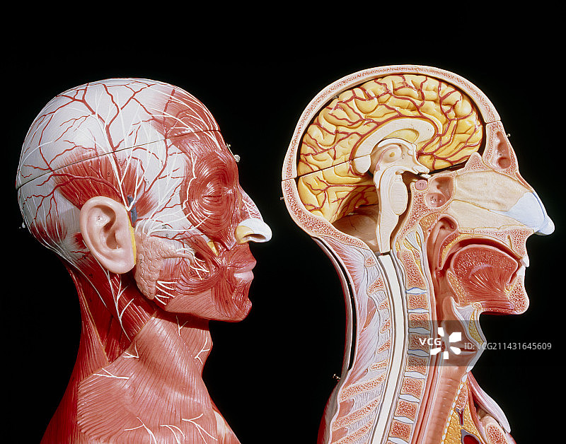 头部面部肌肉与内部结构图片素材