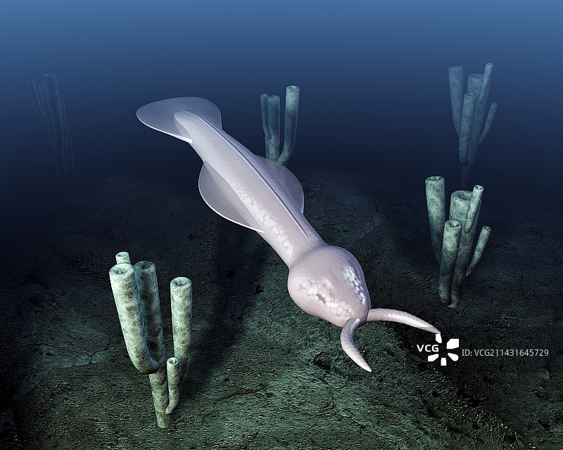 已灭绝的海洋无脊椎动物图片素材