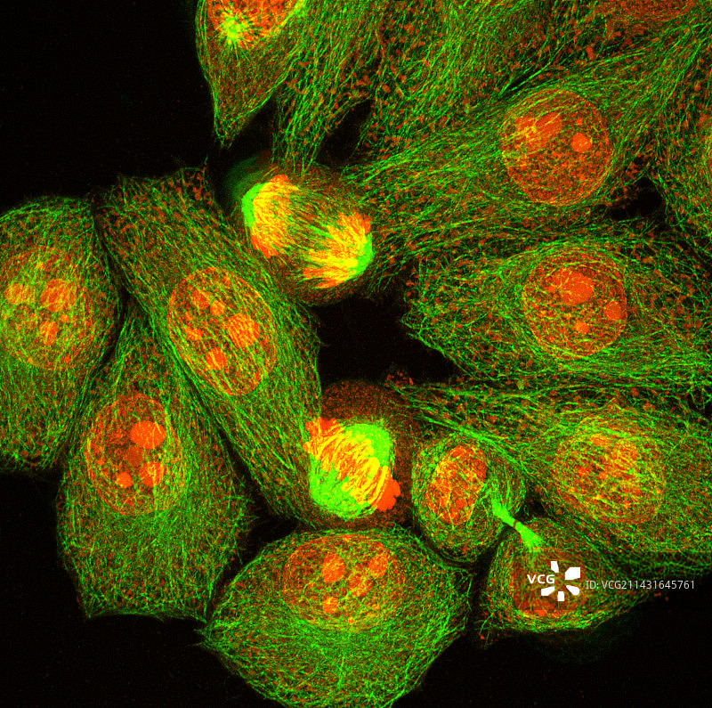 有丝分裂，光学显微照片。图片素材
