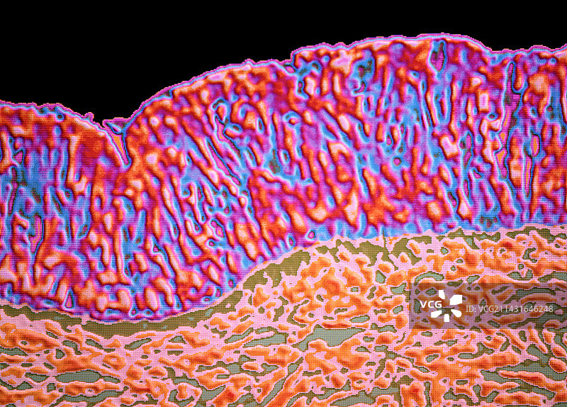 人鼻上皮截面彩色光镜图图片素材