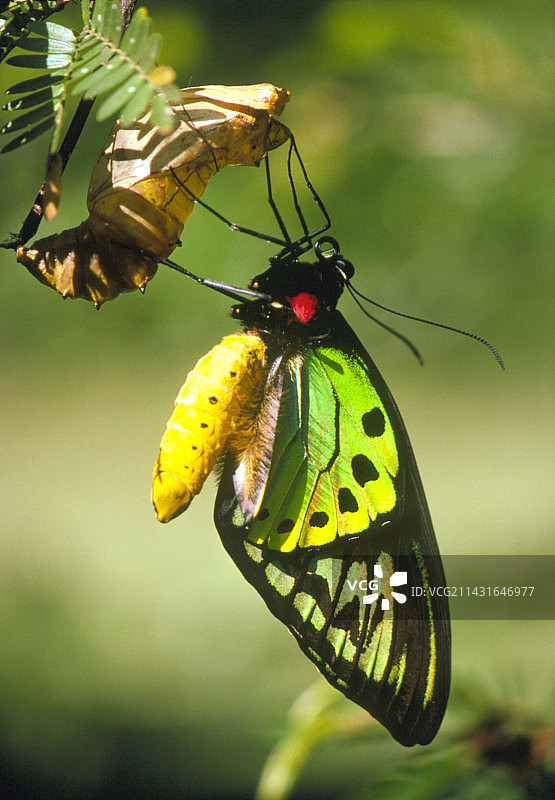 普里阿穆斯鸟翼蝶从蛹中 emerging图片素材