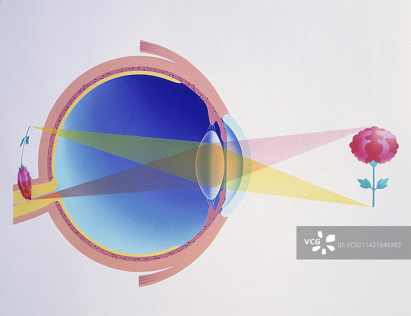 展示远视眼的艺术作品图片素材