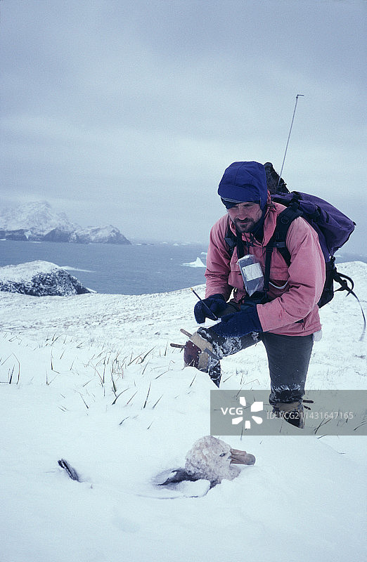 巨型海燕繁殖研究图片素材