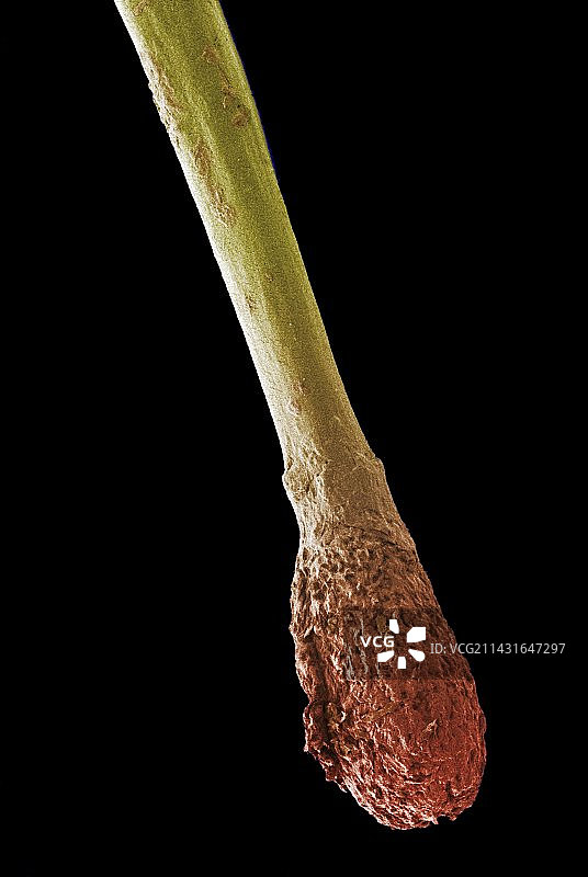 发根扫描电镜图图片素材