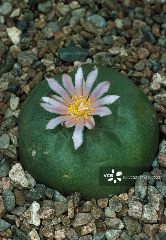 盛开的墨西哥乌羽玉仙人掌图片素材