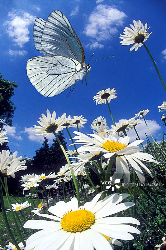 飞行中的菜粉蝶图片素材