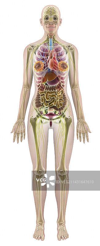 女性解剖结构计算机艺术作品图片素材