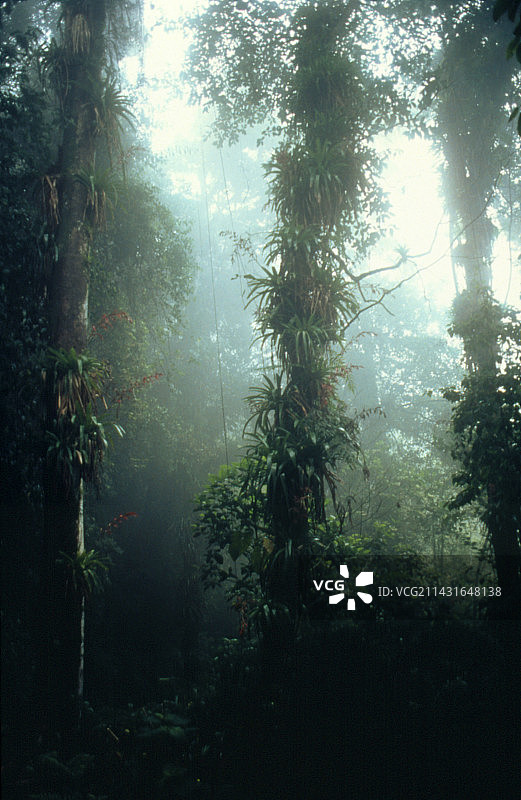 雨林树木图片素材