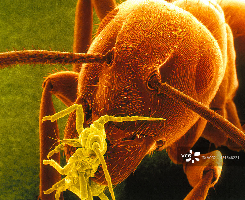 花园蚂蚁携带玫瑰蚜虫的扫描电镜图图片素材