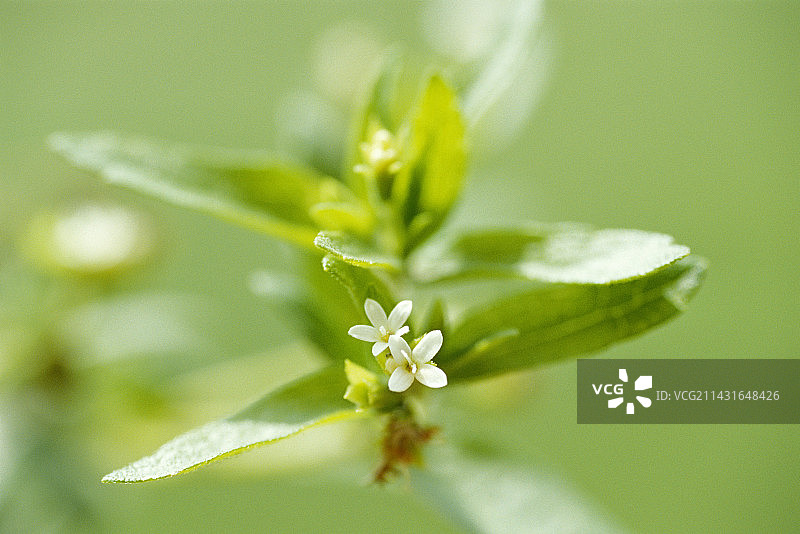 甜叶菊植物图片素材