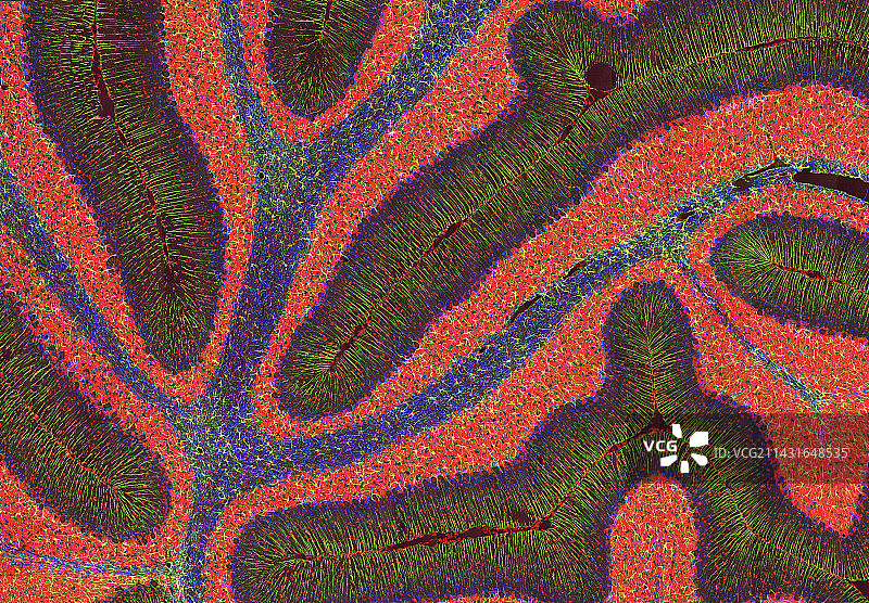 小脑结构显微照片图片素材