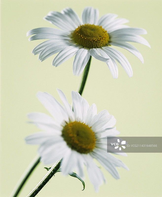 牛眼雏菊图片素材