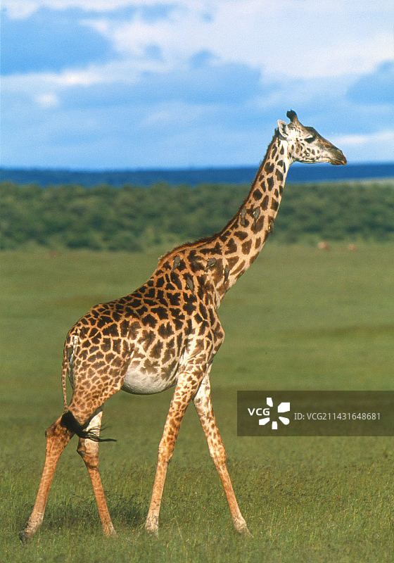 长颈鹿与牛椋鸟图片素材