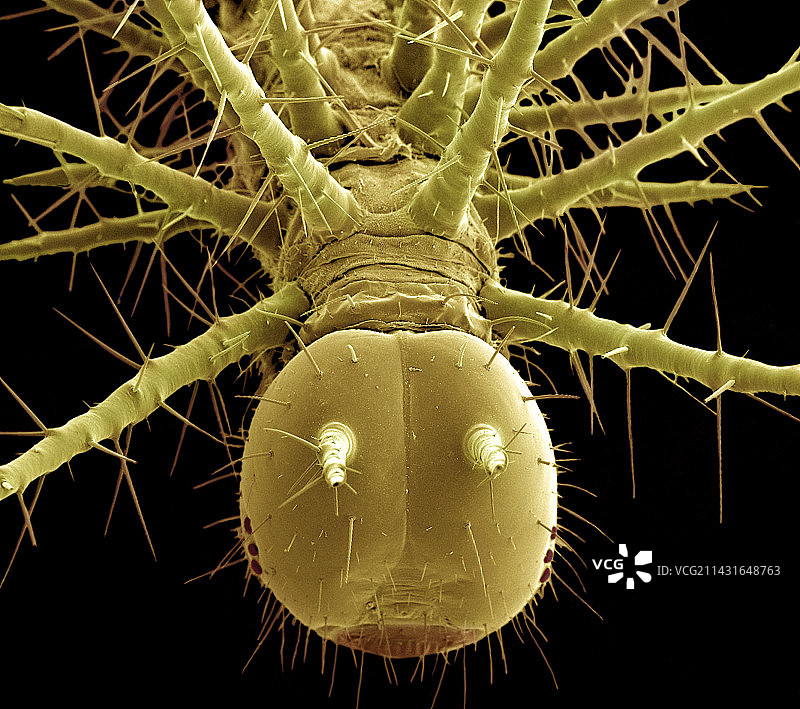 卡特彼勒的头部，扫描电镜图片素材