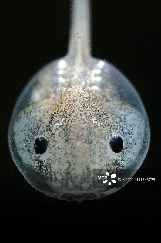 蝌蚪的成长过程图片素材