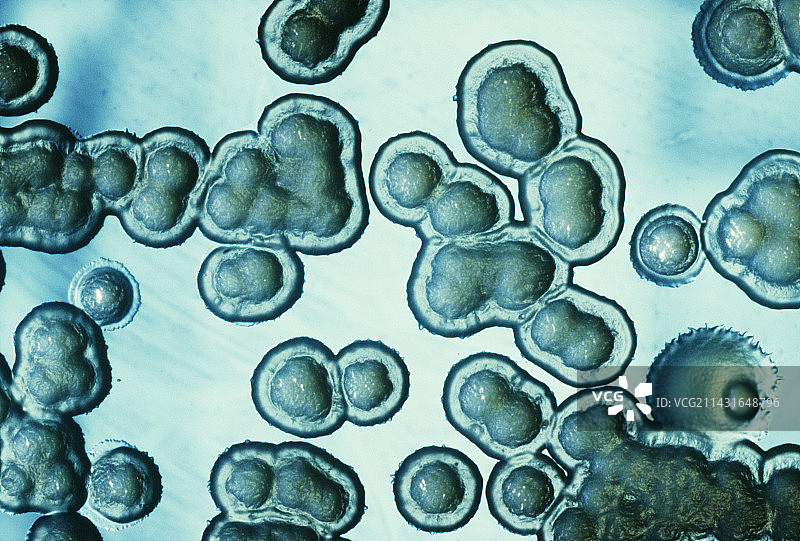 培养的假单胞菌细菌图片素材