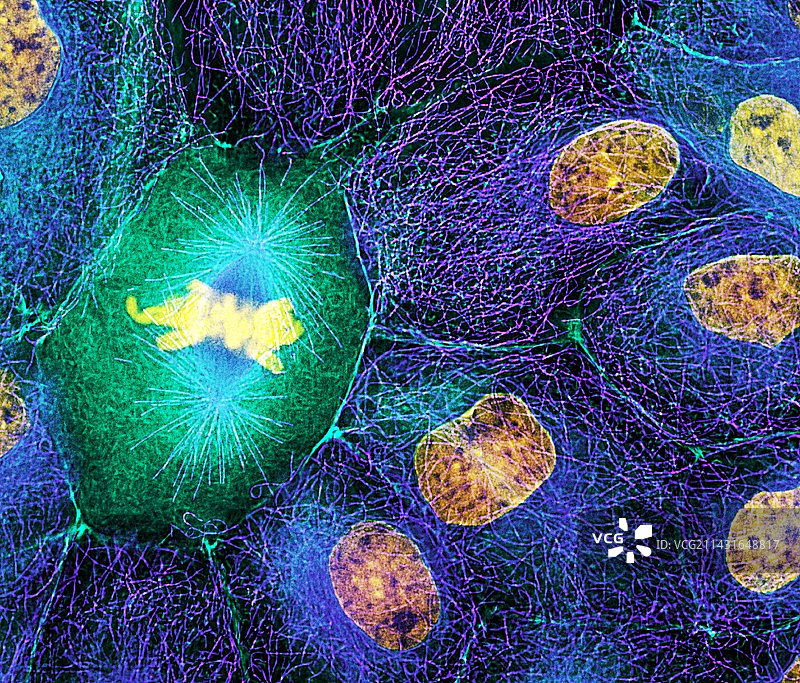 有丝分裂图片素材
