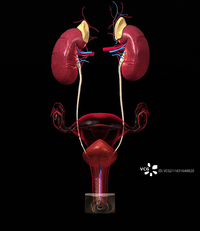 女性泌尿系统图片素材