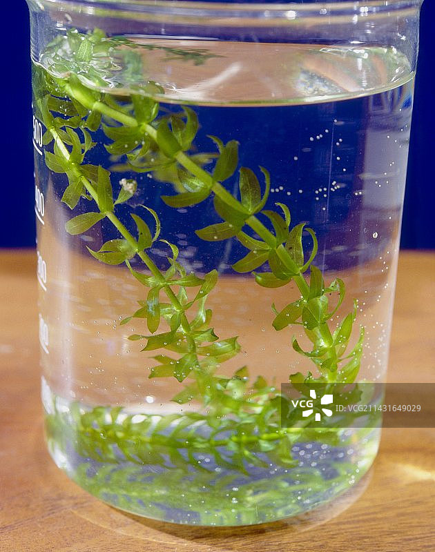 水生植物的光合作用图片素材