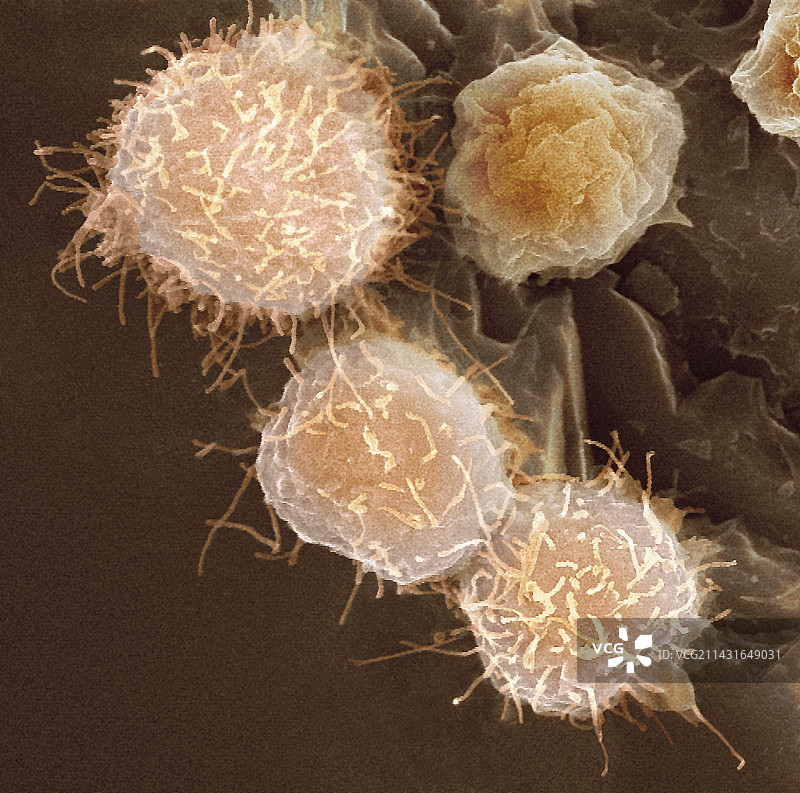 干细胞，扫描电子显微镜图片素材