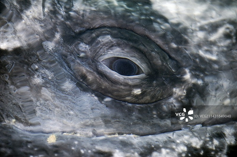 灰色鲸鱼的眼睛图片素材