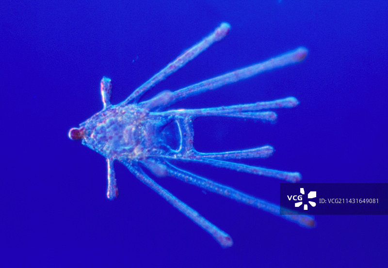 海胆幼虫的光学显微照片图片素材