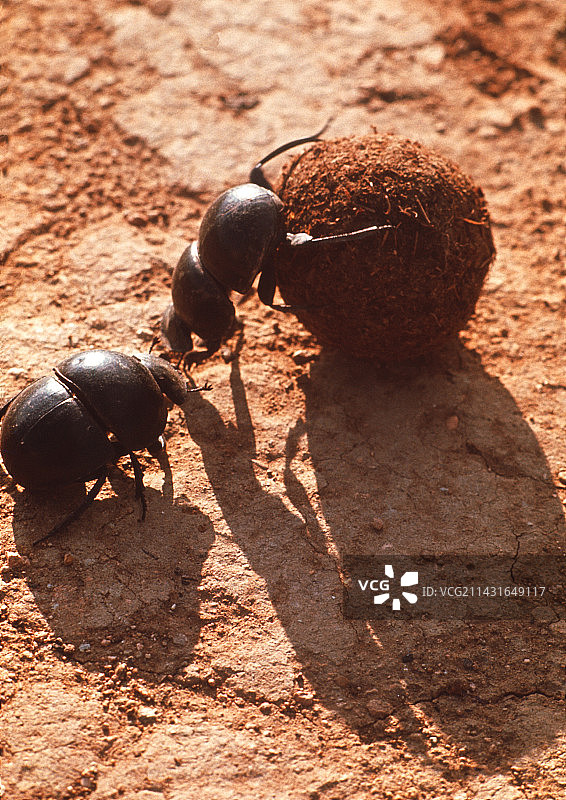 蜣螂图片素材