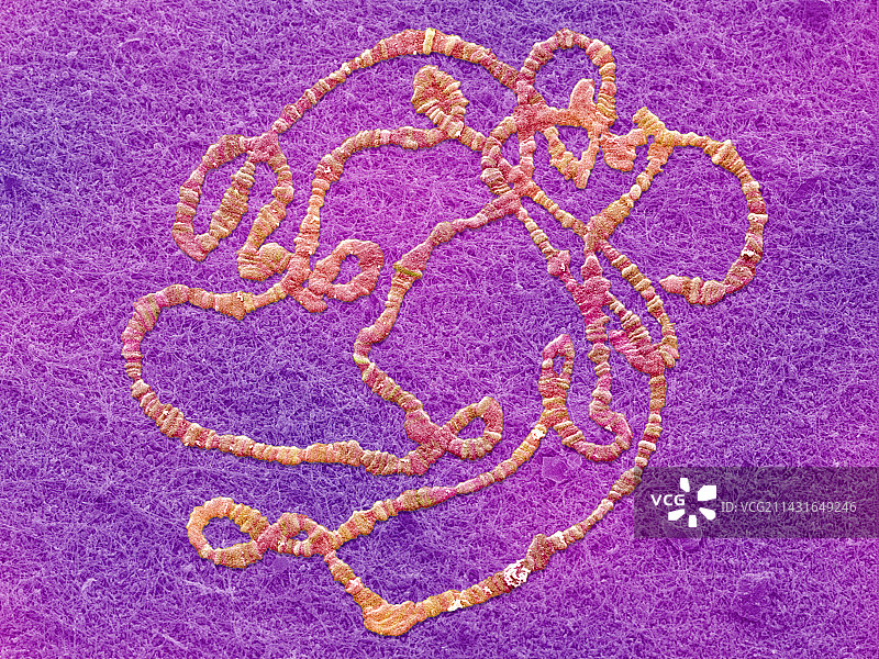 巨型染色体，扫描电子显微镜图片素材