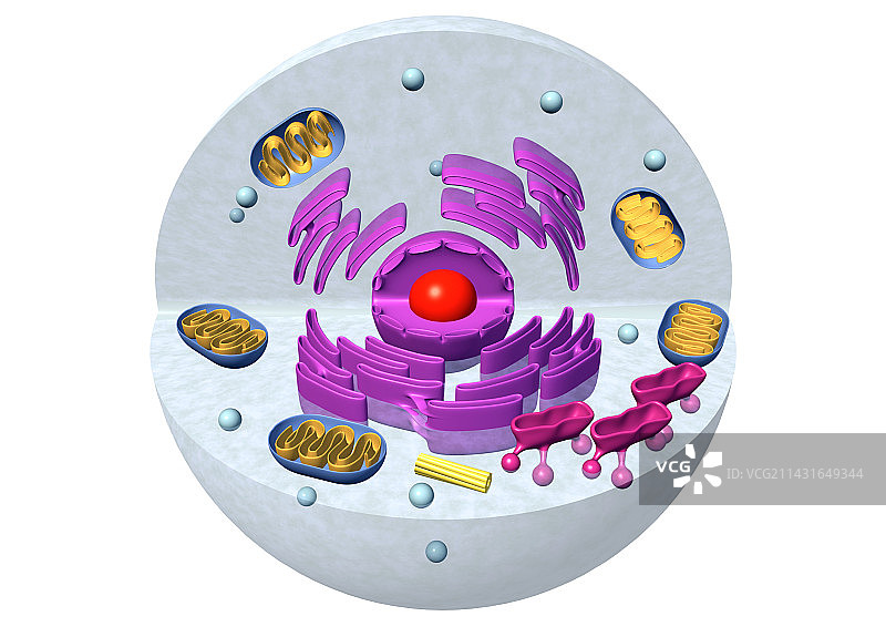动物细胞结构（电脑绘图）图片素材