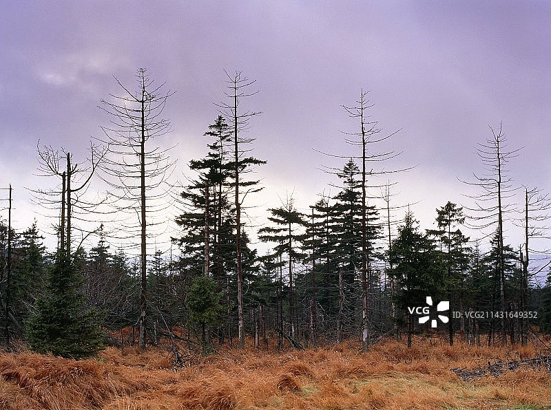 捷克共和国酸雨侵蚀下的树木图片素材