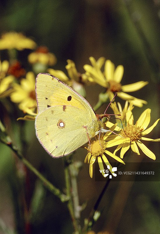 黄粉蝶图片素材