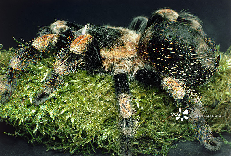 红腿狼蛛图片素材