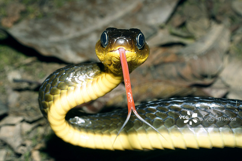 大弯刀岛蛇图片素材