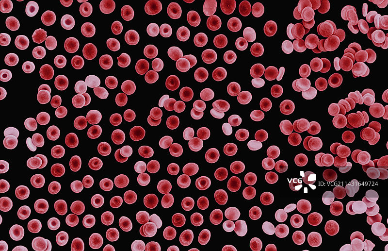 红细胞扫描电子显微镜图像图片素材