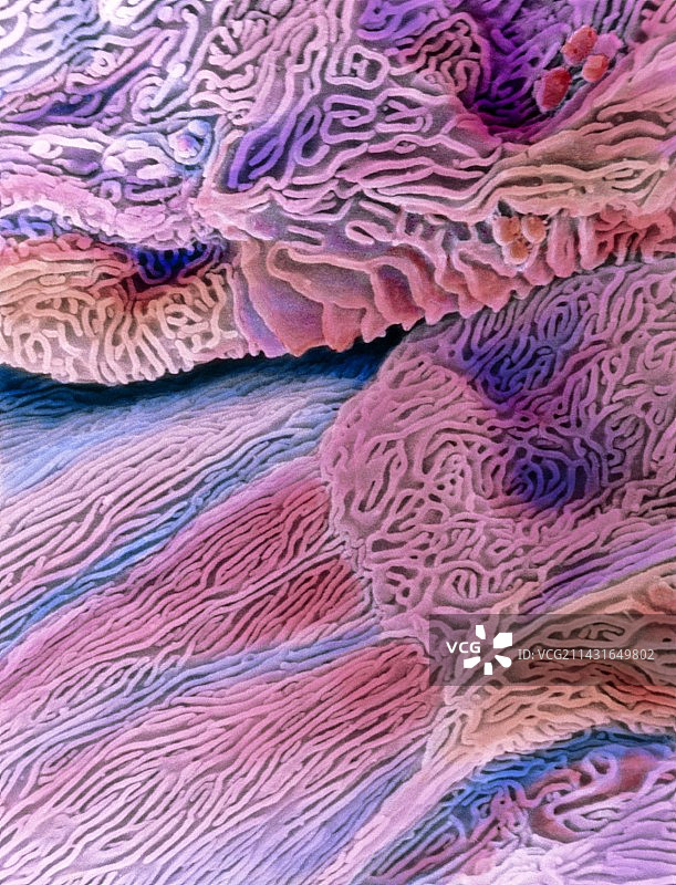 食道上皮的扫描电镜图图片素材