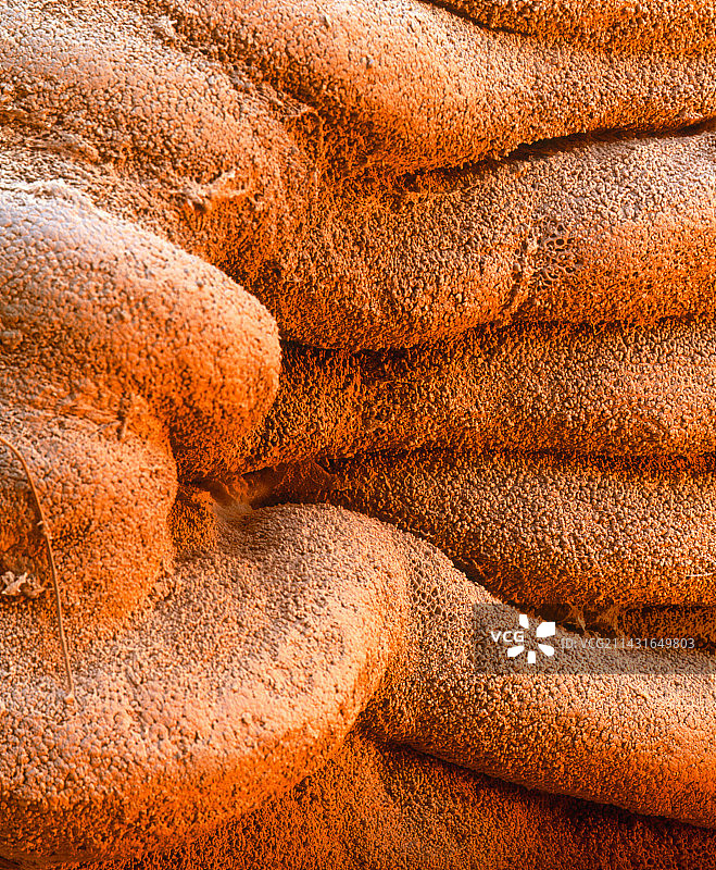 胃壁上皮细胞的彩色扫描电镜图图片素材