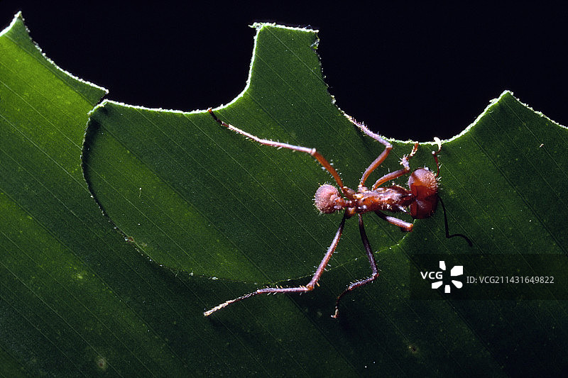 切叶蚁图片素材