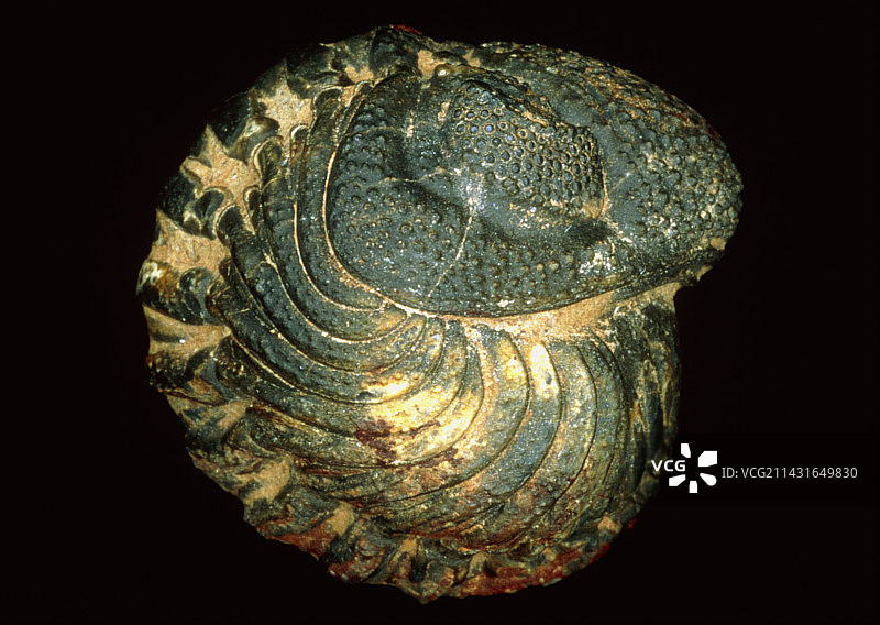 三叶虫化石图片素材