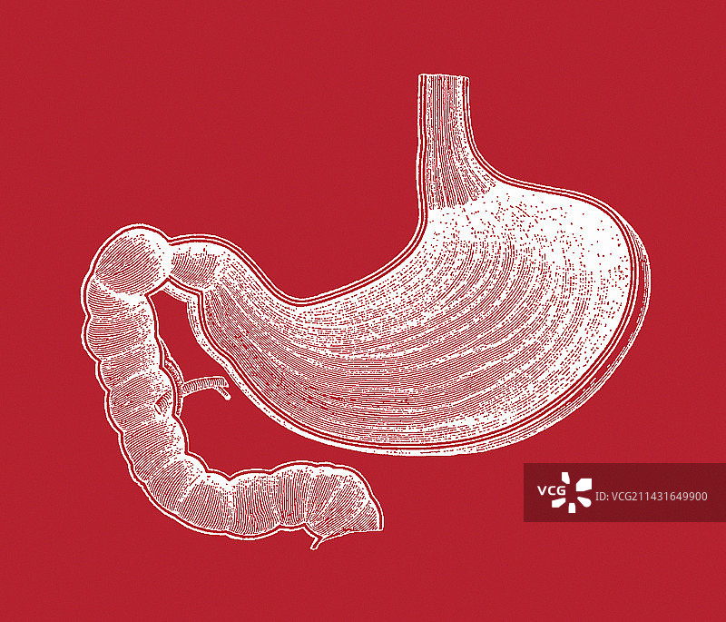 胃部解剖图片素材