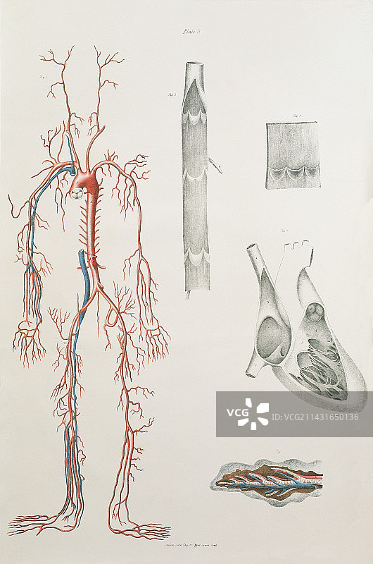血管系统图片素材